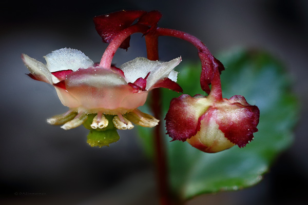 Ericaceae